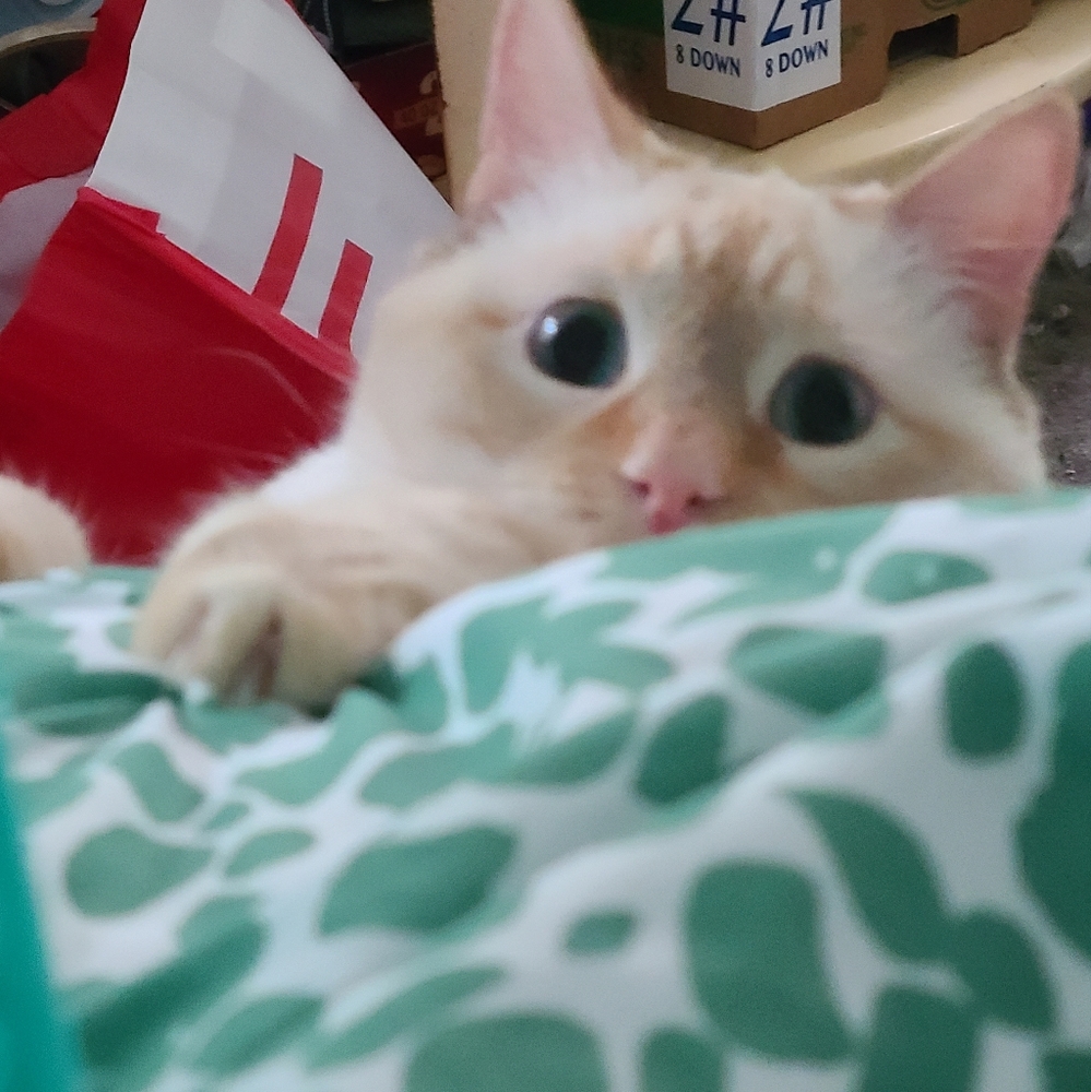 Meet your Posher, Katie